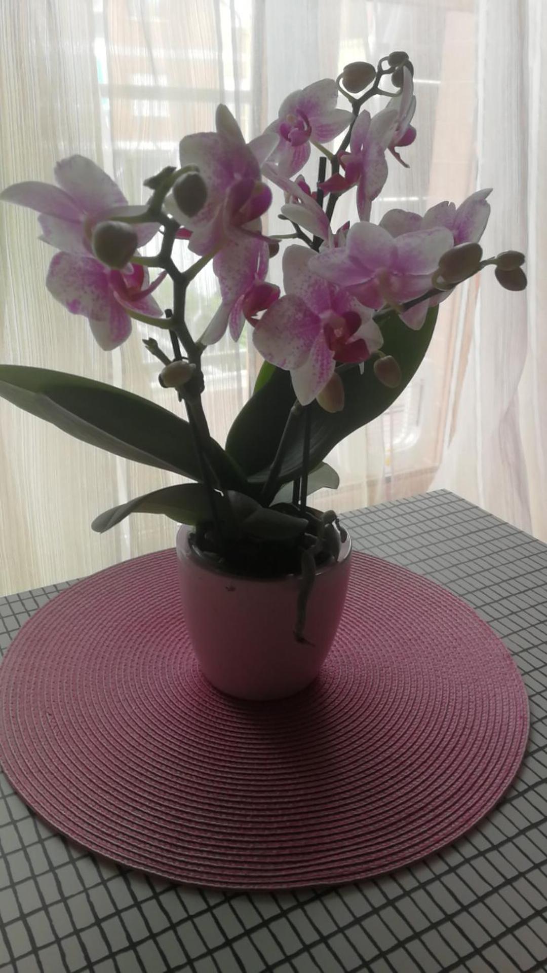 Casa Delle Orchidee Hotel Alba  Ngoại thất bức ảnh
