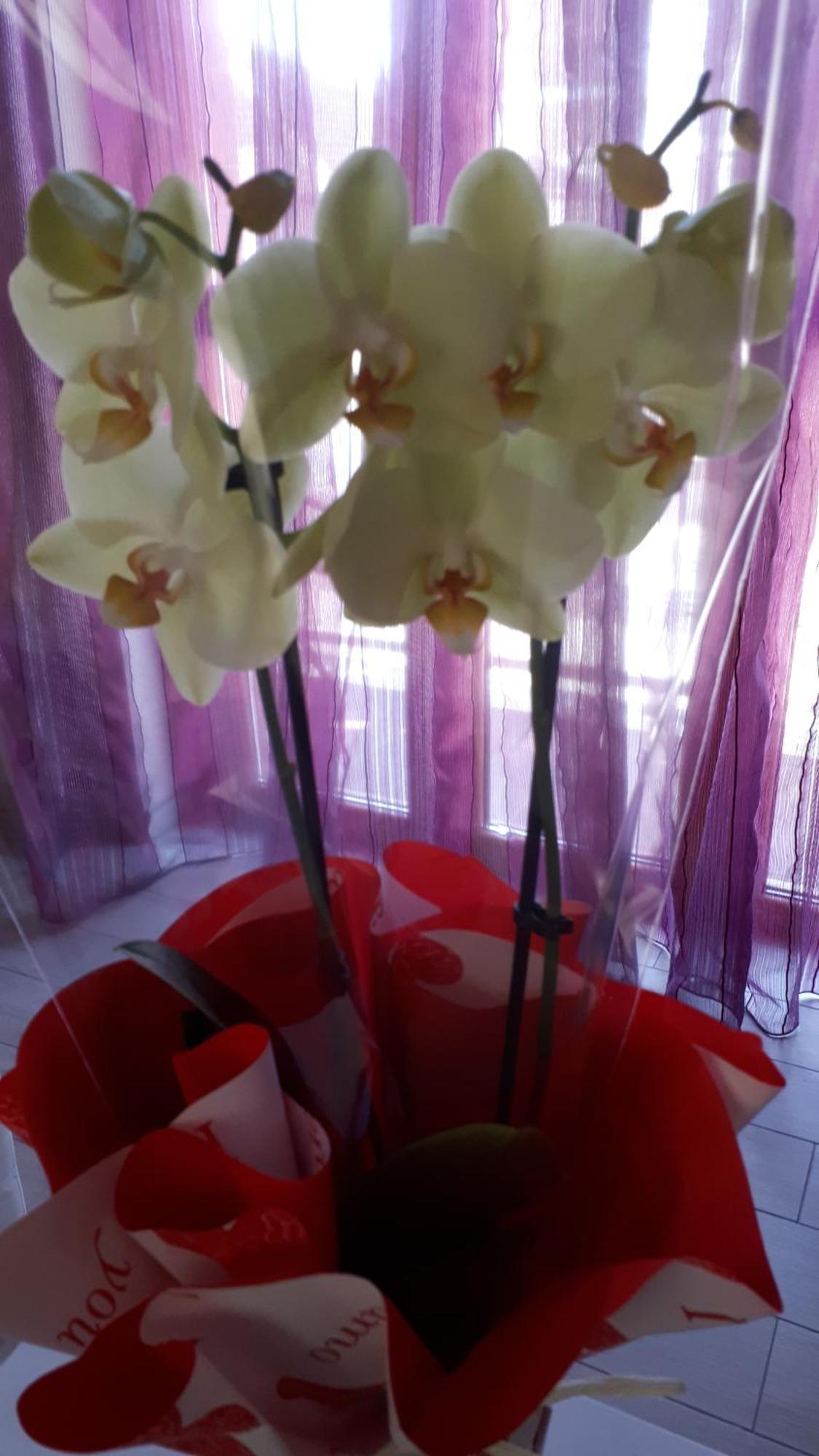 Casa Delle Orchidee Hotel Alba  Phòng bức ảnh